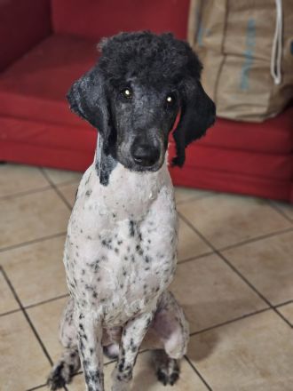 5 jähriger Königspudel und 2 jährige michlingsdame