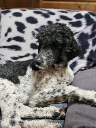 5 jähriger Königspudel und 2 jährige michlingsdame