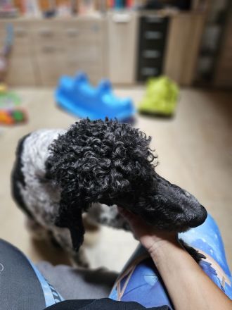 5 jähriger Königspudel und 2 jährige michlingsdame