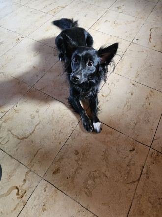 5 jähriger Königspudel und 2 jährige michlingsdame