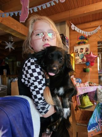 5 jähriger Königspudel und 2 jährige michlingsdame