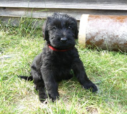 Riesenschnauzer schwarz Welpen mit FCI Ahnentafel