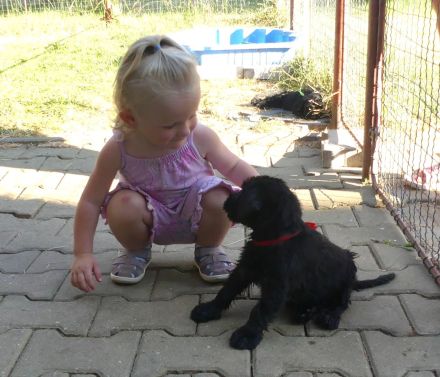 Riesenschnauzer schwarz Welpen mit FCI Ahnentafel