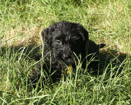 Riesenschnauzer schwarz Welpen mit FCI Ahnentafel
