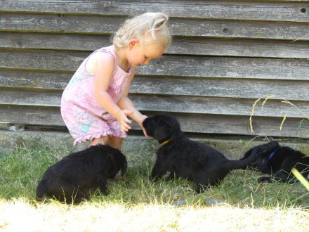 Riesenschnauzer schwarz Welpen mit FCI Ahnentafel