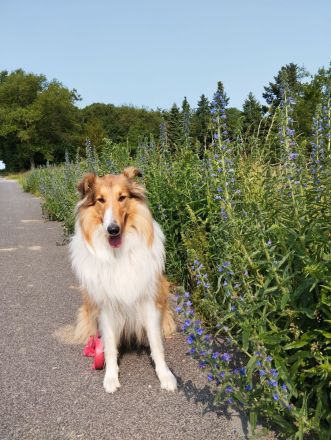 Colliedeckrüden amerikanische Linie