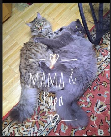 Norwegische Waldkatzen Kitten