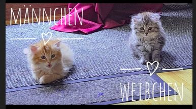 Norwegische Waldkatzen Kitten