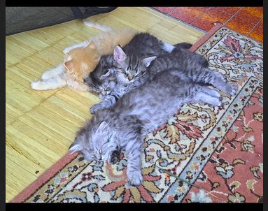 Norwegische Waldkatzen Kitten