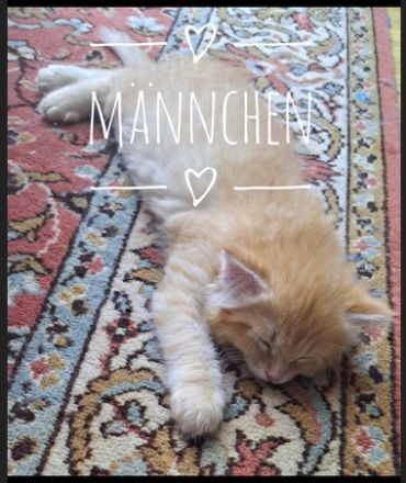 Norwegische Waldkatzen Kitten