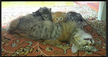 Norwegische Waldkatzen Kitten