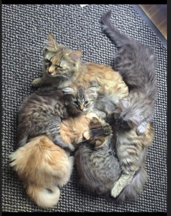 Norwegische Waldkatzen Kitten