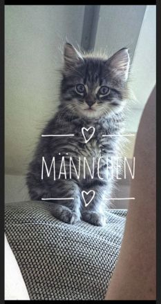 Norwegische Waldkatzen Kitten