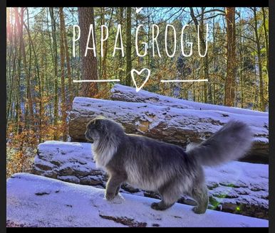 Norwegische Waldkatzen Kitten