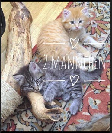 Norwegische Waldkatzen Kitten