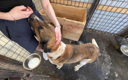 Kraftpaket Bean sucht sein Gegenstück