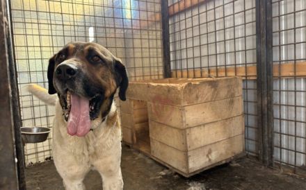 Kraftpaket Bean sucht sein Gegenstück