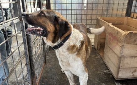 Kraftpaket Bean sucht sein Gegenstück