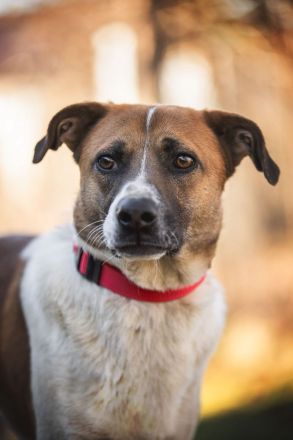 Freundlicher Terri sucht sein Zuhause