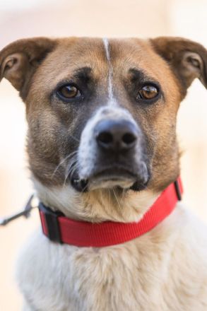 Freundlicher Terri sucht sein Zuhause