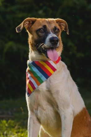 Freundlicher Terri sucht sein Zuhause