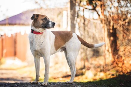 Freundlicher Terri sucht sein Zuhause