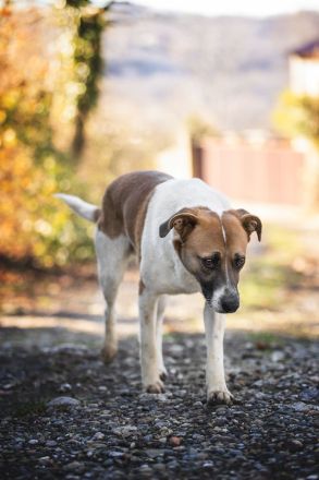 Freundlicher Terri sucht sein Zuhause