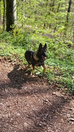 Reinrassige Deutsche Schäferhündin sucht zuhause