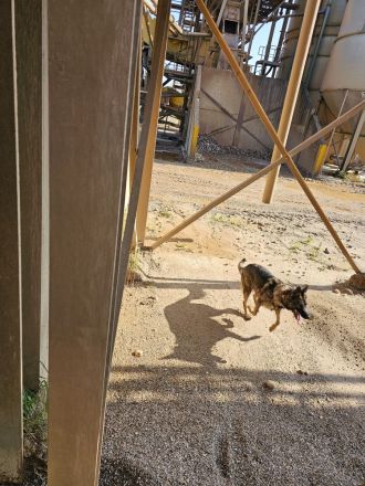 Reinrassige Deutsche Schäferhündin sucht zuhause