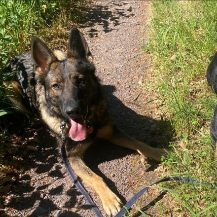 Reinrassige Deutsche Schäferhündin sucht zuhause