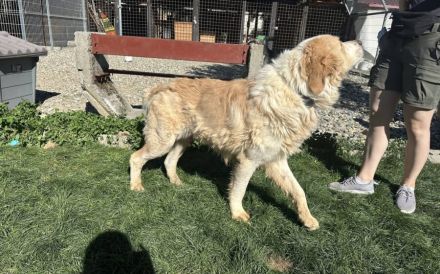 Prachtbursche Winnie sucht seine Herzensmenschen