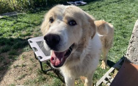 Prachtbursche Winnie sucht seine Herzensmenschen