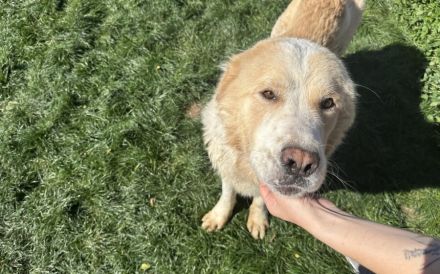 Prachtbursche Winnie sucht seine Herzensmenschen