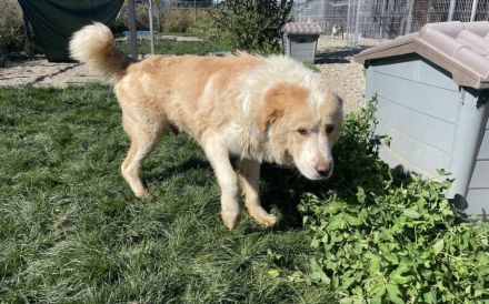 Prachtbursche Winnie sucht seine Herzensmenschen