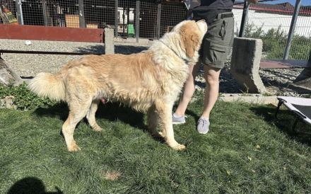 Prachtbursche Winnie sucht seine Herzensmenschen