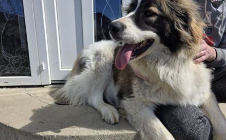 Zauberhafte Angel sucht ein Zuhause