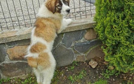 Zauberhafte Angel sucht ein Zuhause