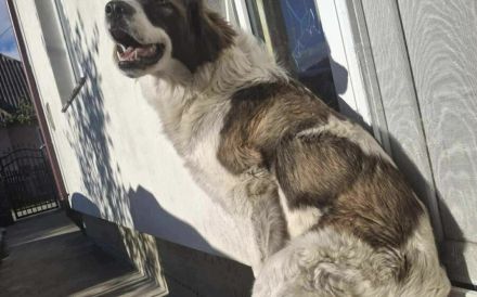 Zauberhafte Angel sucht ein Zuhause