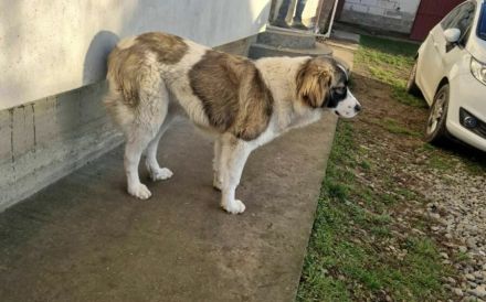 Zauberhafte Angel sucht ein Zuhause