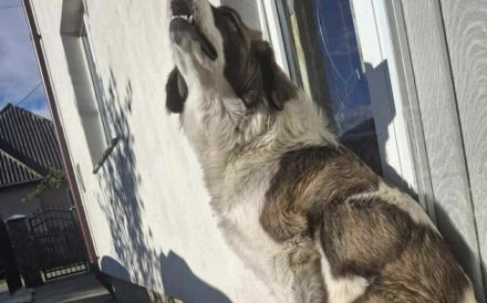 Zauberhafte Angel sucht ein Zuhause