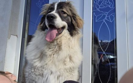 Zauberhafte Angel sucht ein Zuhause