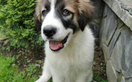 Zauberhafte Angel sucht ein Zuhause