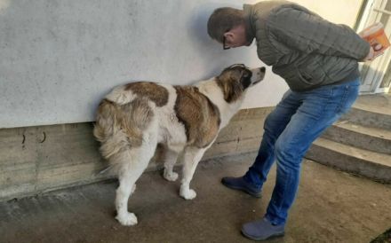 Zauberhafte Angel sucht ein Zuhause