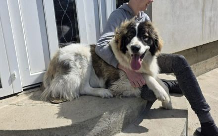 Zauberhafte Angel sucht ein Zuhause