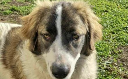 Zauberhafte Angel sucht ein Zuhause