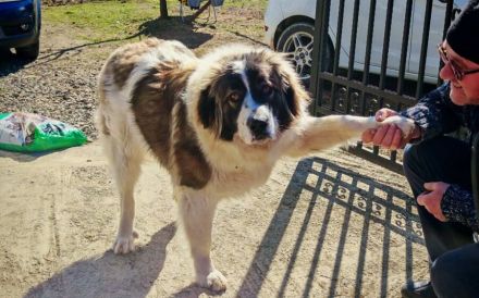 Zauberhafte Angel sucht ein Zuhause