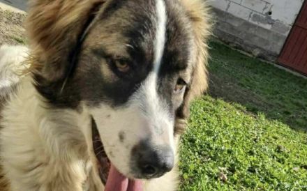 Zauberhafte Angel sucht ein Zuhause