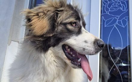 Zauberhafte Angel sucht ein Zuhause