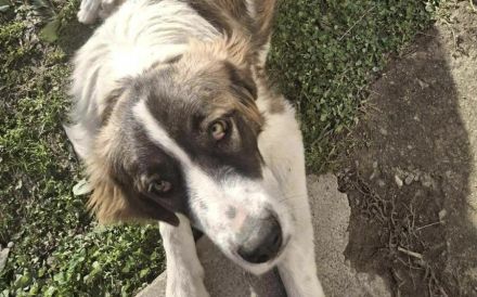 Zauberhafte Angel sucht ein Zuhause