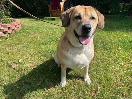 Nazli, Labrador-Mix- Hündin, geb. 2015, su. verständnisvolles Zuhause